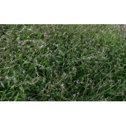 Verveine