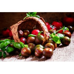 Tomate Cerise Noire : Black...