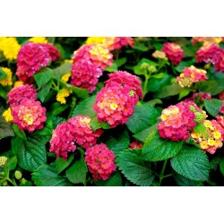 Lantana rouge et jaune