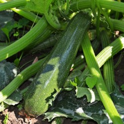 Courgette Tarmino