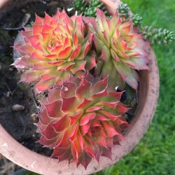 Sempervivum "Chics Charm's"...